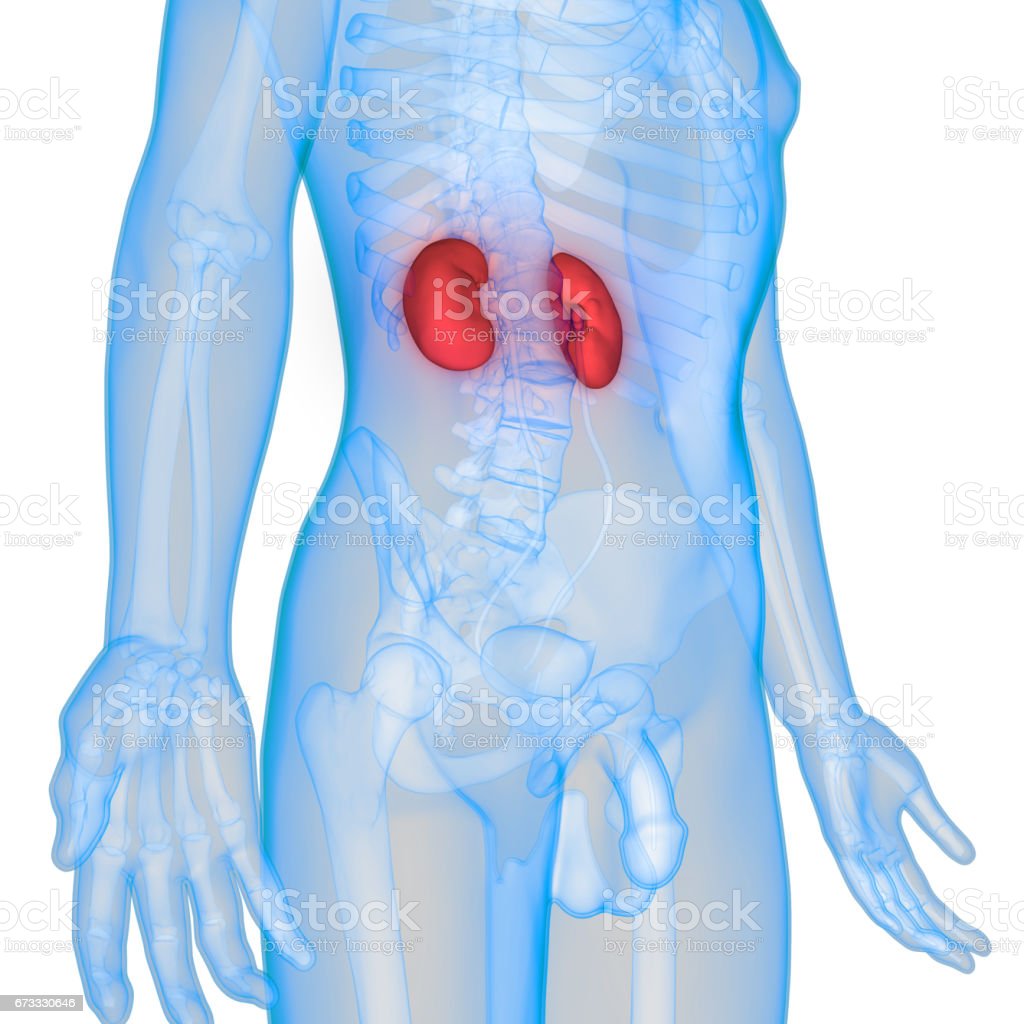 Detail Gambar Organ Tubuh Ginjal Nomer 34