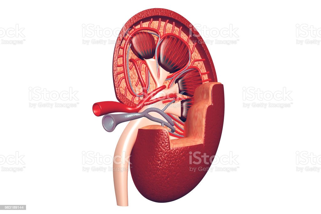 Detail Gambar Organ Tubuh Ginjal Nomer 46