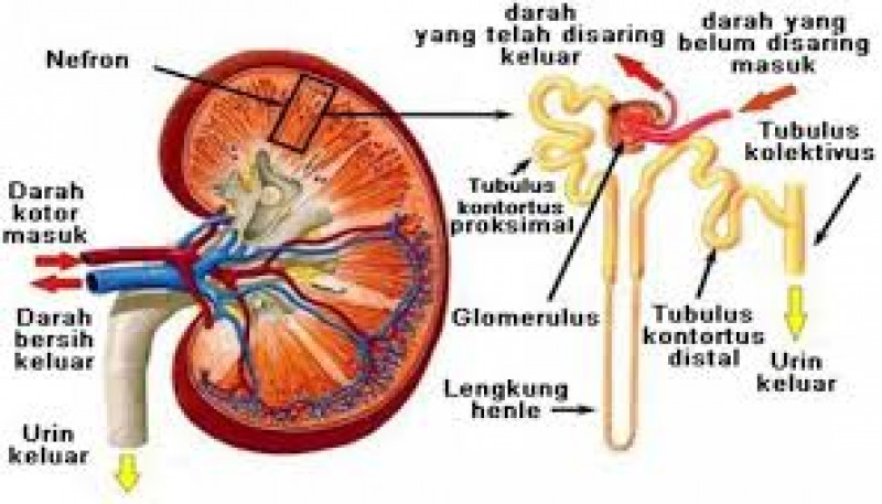 Detail Gambar Organ Tubuh Ginjal Nomer 48