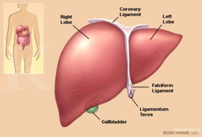 Detail Gambar Organ Tubuh Hati Nomer 2