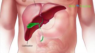 Detail Gambar Organ Tubuh Hati Nomer 14