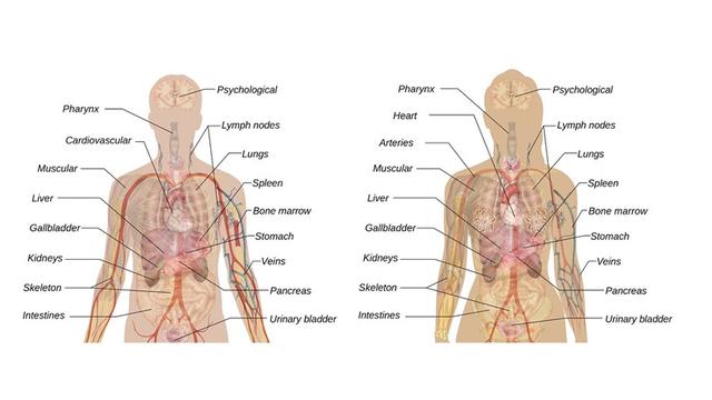 Detail Gambar Organ Tubuh Hati Nomer 16