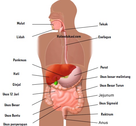 Detail Gambar Organ Tubuh Hati Nomer 19