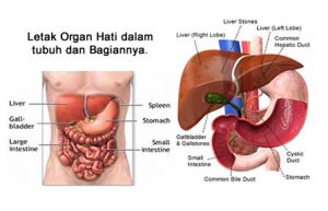 Detail Gambar Organ Tubuh Hati Nomer 31