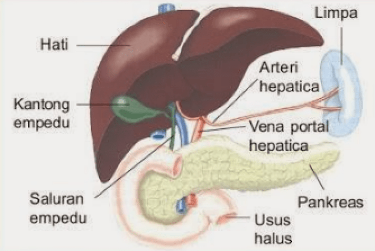 Detail Gambar Organ Tubuh Hati Nomer 34