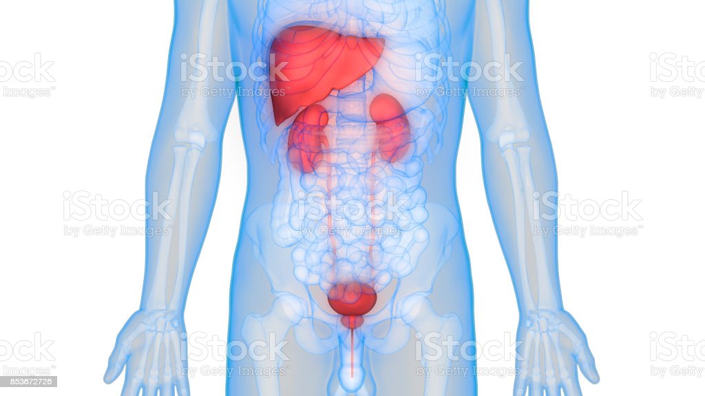 Detail Gambar Organ Tubuh Hati Nomer 37