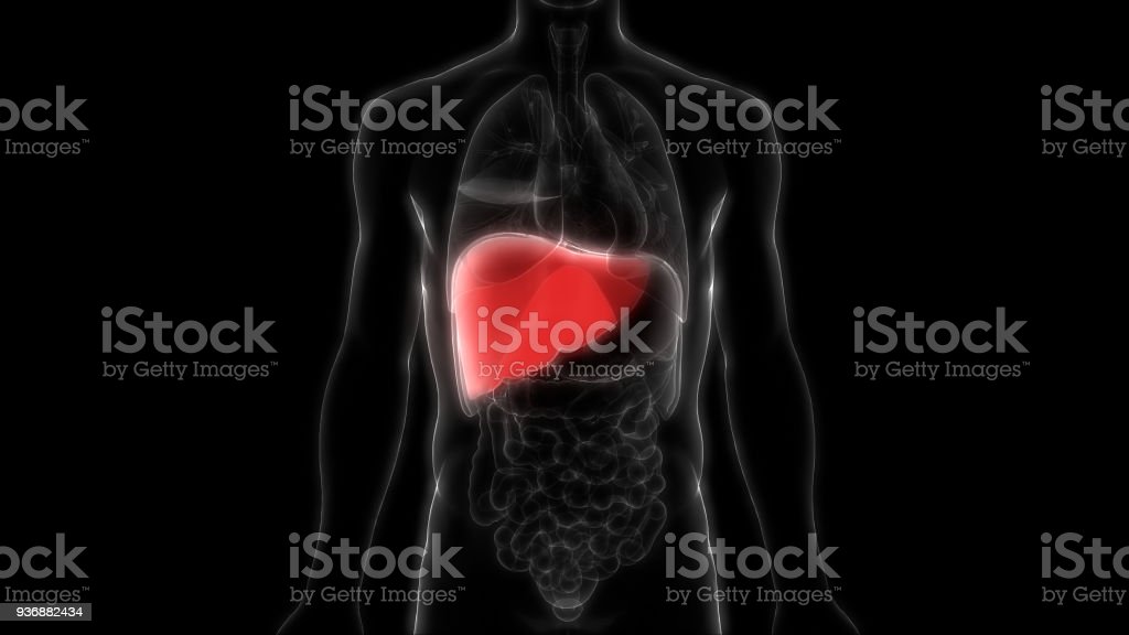 Detail Gambar Organ Tubuh Hati Nomer 38