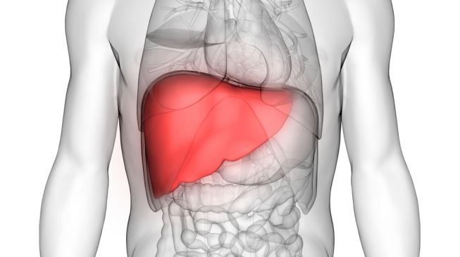 Detail Gambar Organ Tubuh Hati Nomer 46