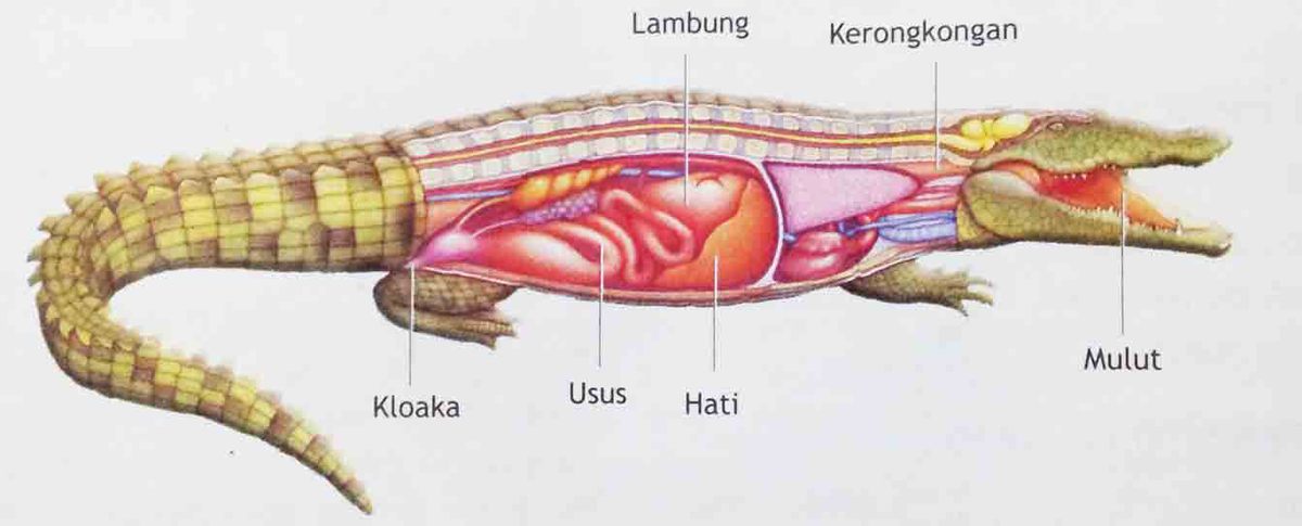 Detail Gambar Organ Tubuh Hewan Nomer 11