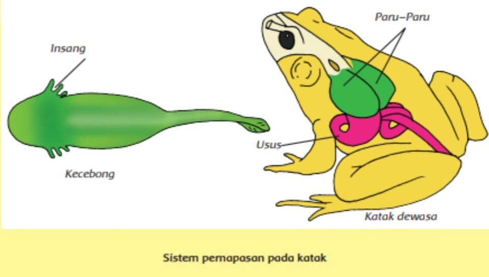 Detail Gambar Organ Tubuh Hewan Nomer 20