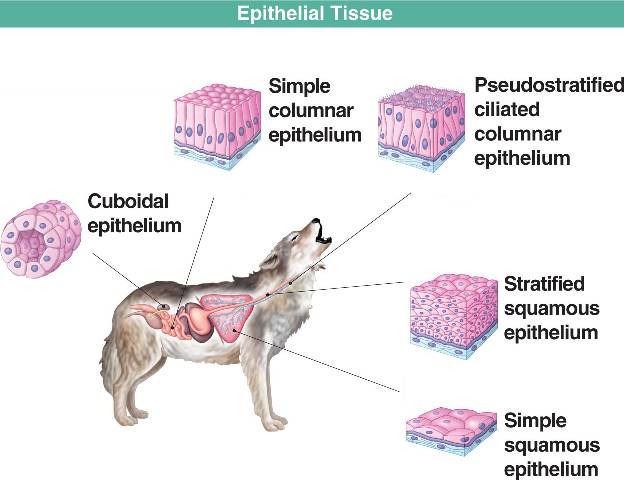 Detail Gambar Organ Tubuh Hewan Nomer 39