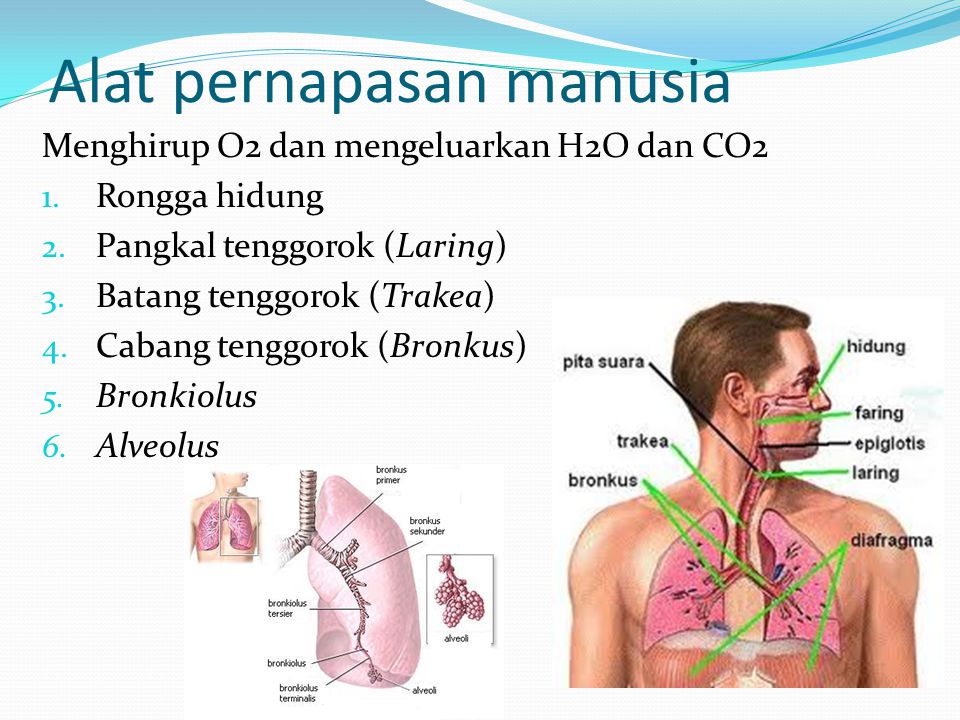 Detail Gambar Organ Tubuh Hewan Nomer 46