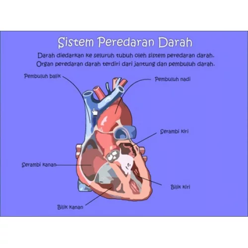 Detail Gambar Organ Tubuh Hewan Nomer 49