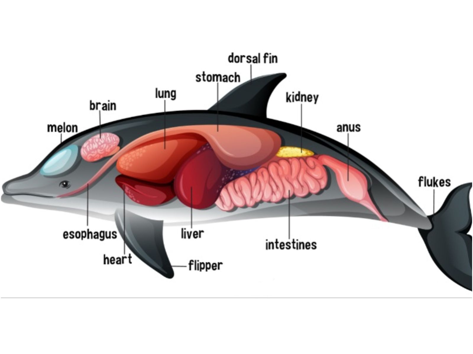 Detail Gambar Organ Tubuh Hewan Nomer 5