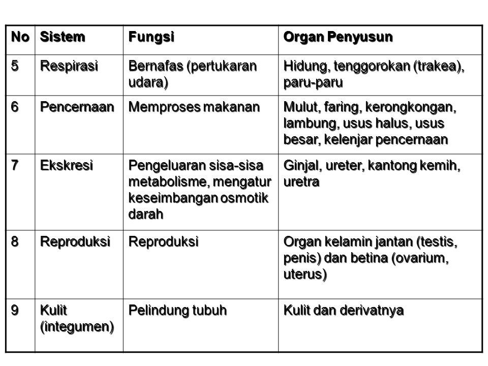 Detail Gambar Organ Tubuh Pada Hewan Dan Organ Penyusunnya Nomer 2