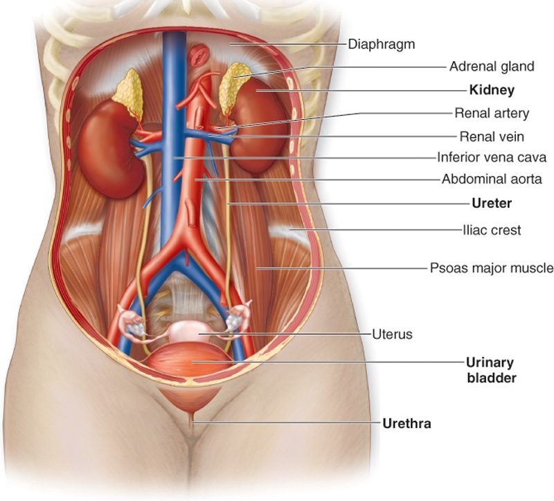 Detail Gambar Organ Tubuh Pada Hewan Dan Organ Penyusunnya Nomer 15