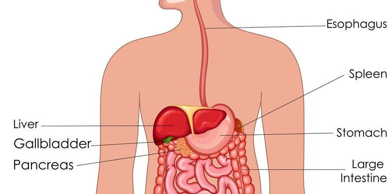 Detail Gambar Organ Tubuh Pada Hewan Dan Organ Penyusunnya Nomer 20