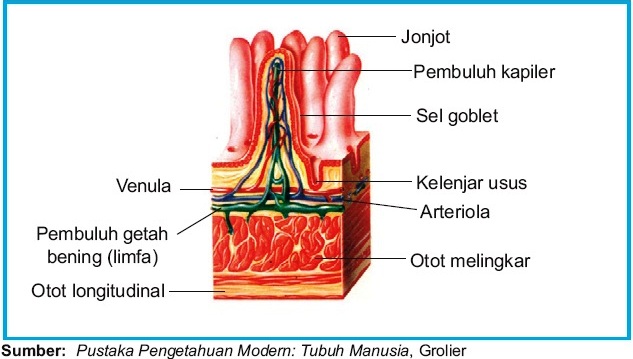 Detail Gambar Organ Tubuh Pada Hewan Dan Organ Penyusunnya Nomer 3
