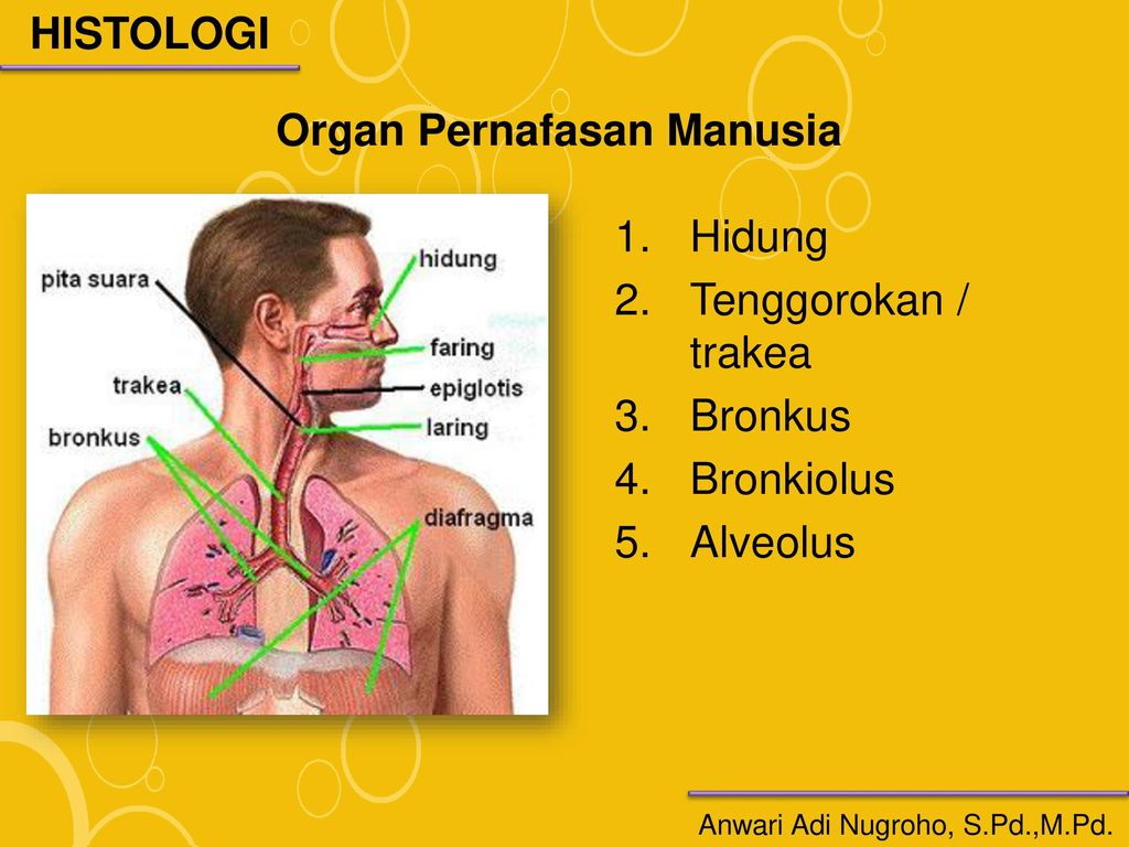 Detail Gambar Organ Tubuh Pada Hewan Dan Organ Penyusunnya Nomer 24