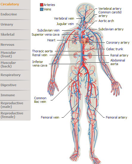 Detail Gambar Organ Tubuh Pada Hewan Dan Organ Penyusunnya Nomer 37