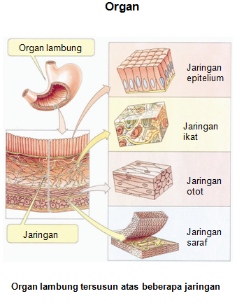 Detail Gambar Organ Tubuh Pada Hewan Dan Organ Penyusunnya Nomer 47