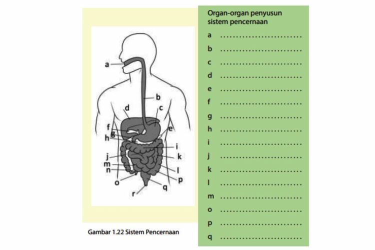 Detail Gambar Organ Tubuh Pada Hewan Dan Organ Penyusunnya Nomer 50