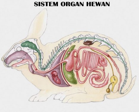 Detail Gambar Organ Tubuh Pada Hewan Dan Organ Penyusunnya Nomer 51