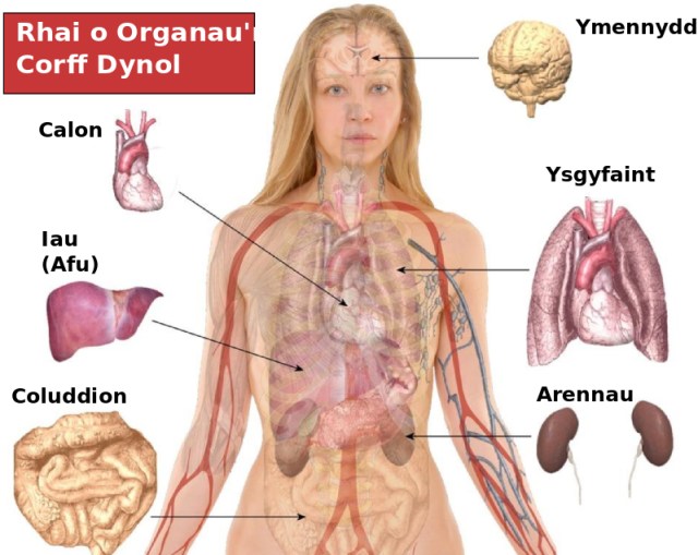 Gambar Organ Tubuh Wanita - KibrisPDR