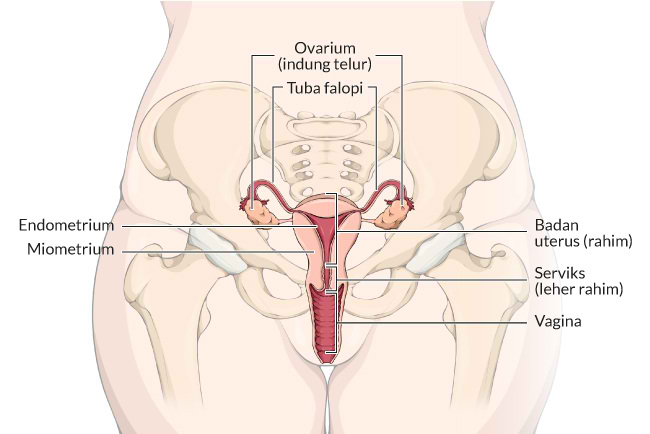 Detail Gambar Organ Tubuh Wanita Nomer 15
