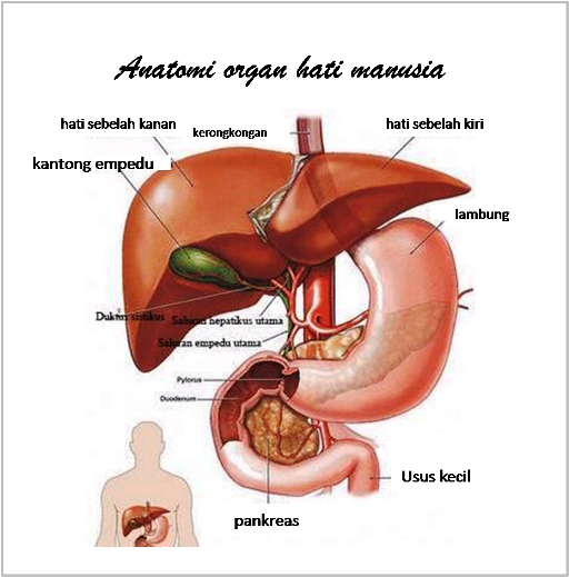 Detail Gambar Organ Tubuh Wanita Nomer 25