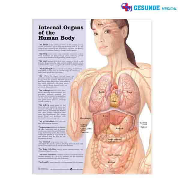 Detail Gambar Organ Tubuh Wanita Nomer 33