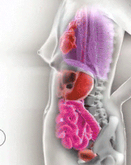 Detail Gambar Organ Tubuh Wanita Nomer 35