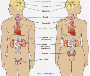 Detail Gambar Organ Tubuh Wanita Nomer 36