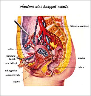 Detail Gambar Organ Tubuh Wanita Nomer 43