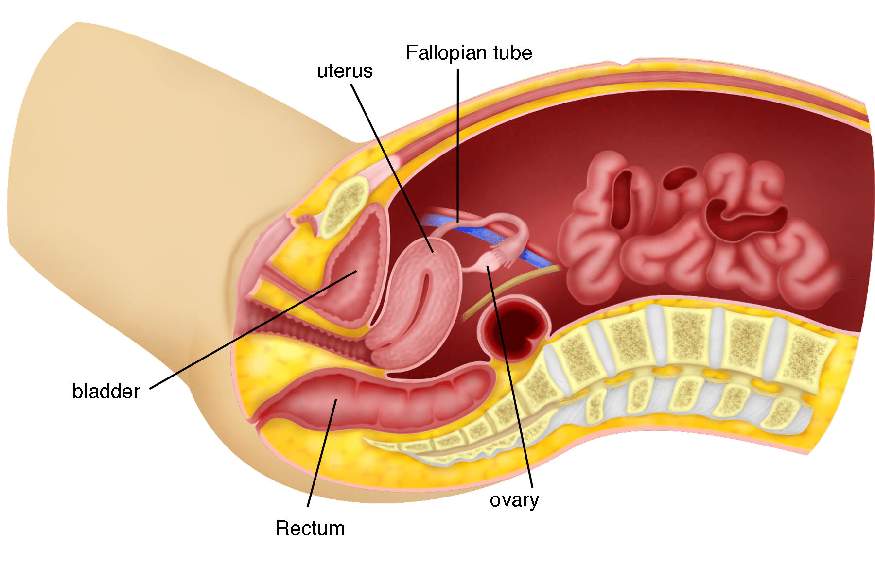 Intercourse Pics