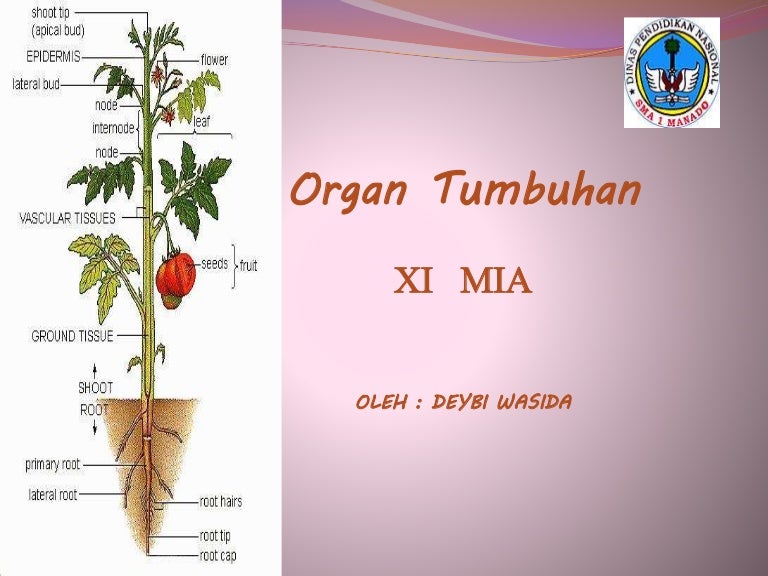 Detail Gambar Organ Tumbuhan Nomer 18