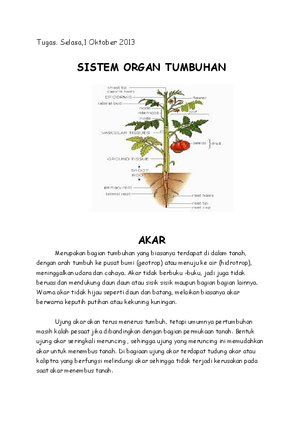 Detail Gambar Organ Tumbuhan Nomer 41