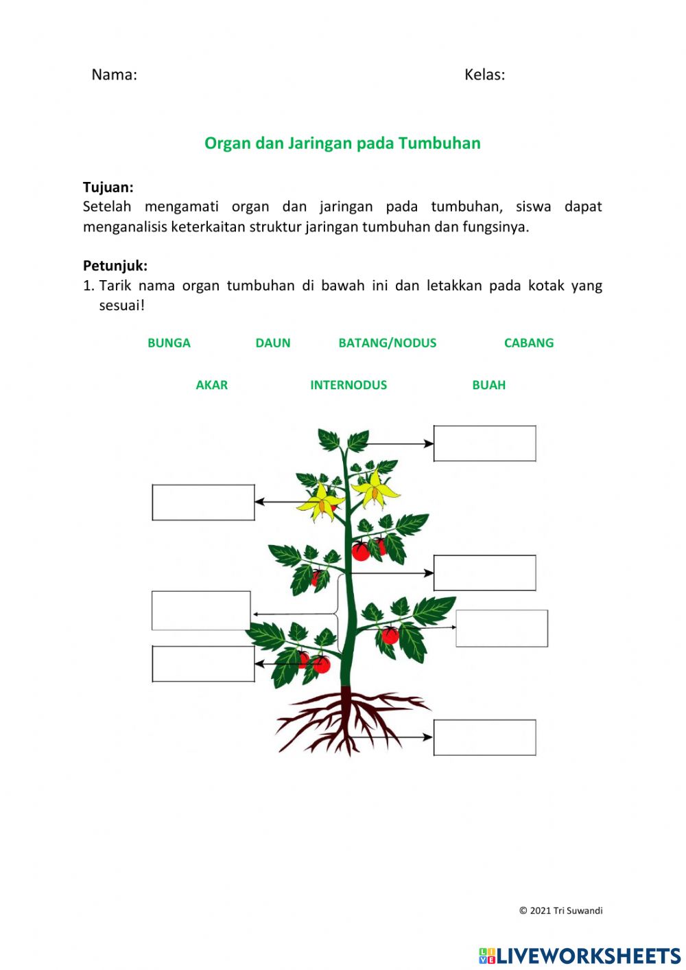 Detail Gambar Organ Tumbuhan Nomer 8