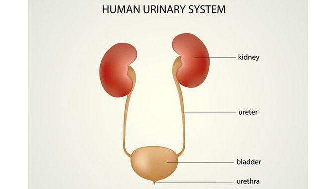 Gambar Organ Ureter - KibrisPDR