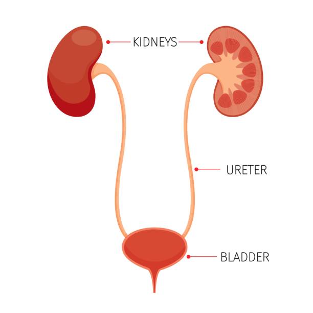 Detail Gambar Organ Ureter Nomer 2
