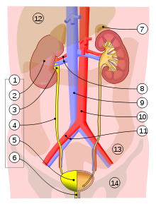 Detail Gambar Organ Ureter Nomer 12