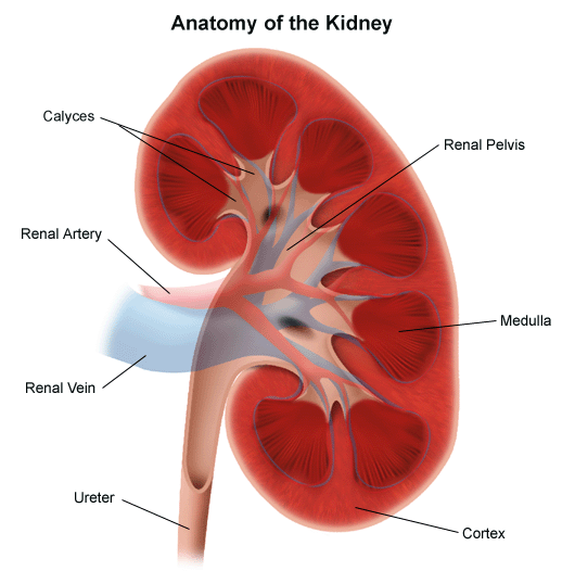 Detail Gambar Organ Ureter Nomer 13