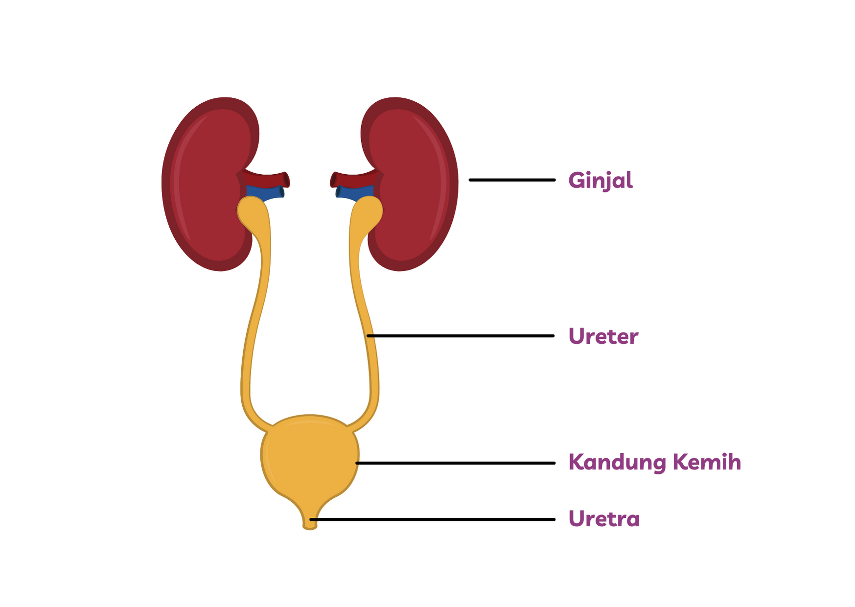 Detail Gambar Organ Ureter Nomer 27