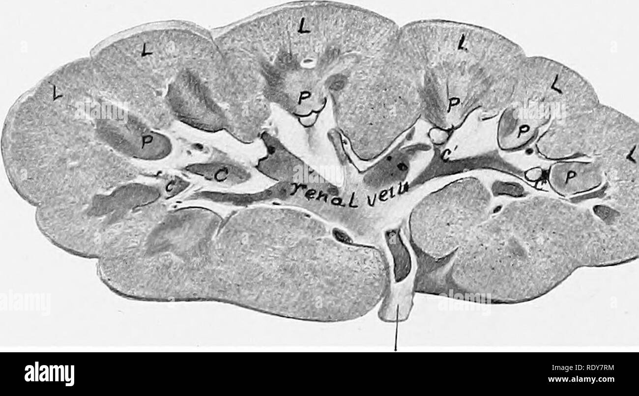 Detail Gambar Organ Ureter Nomer 32