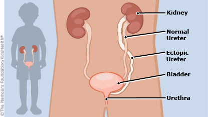 Detail Gambar Organ Ureter Nomer 40