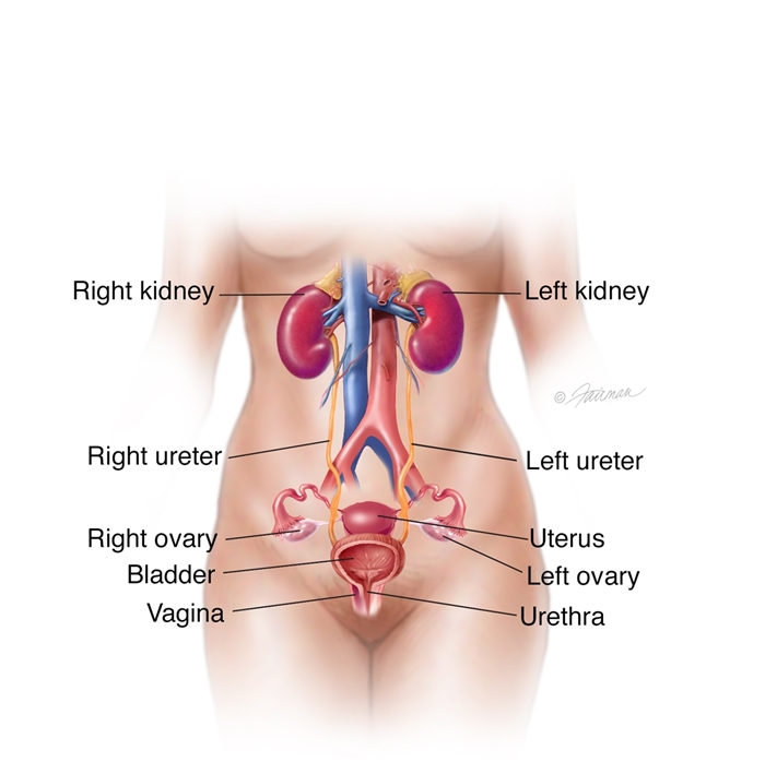 Detail Gambar Organ Ureter Nomer 42