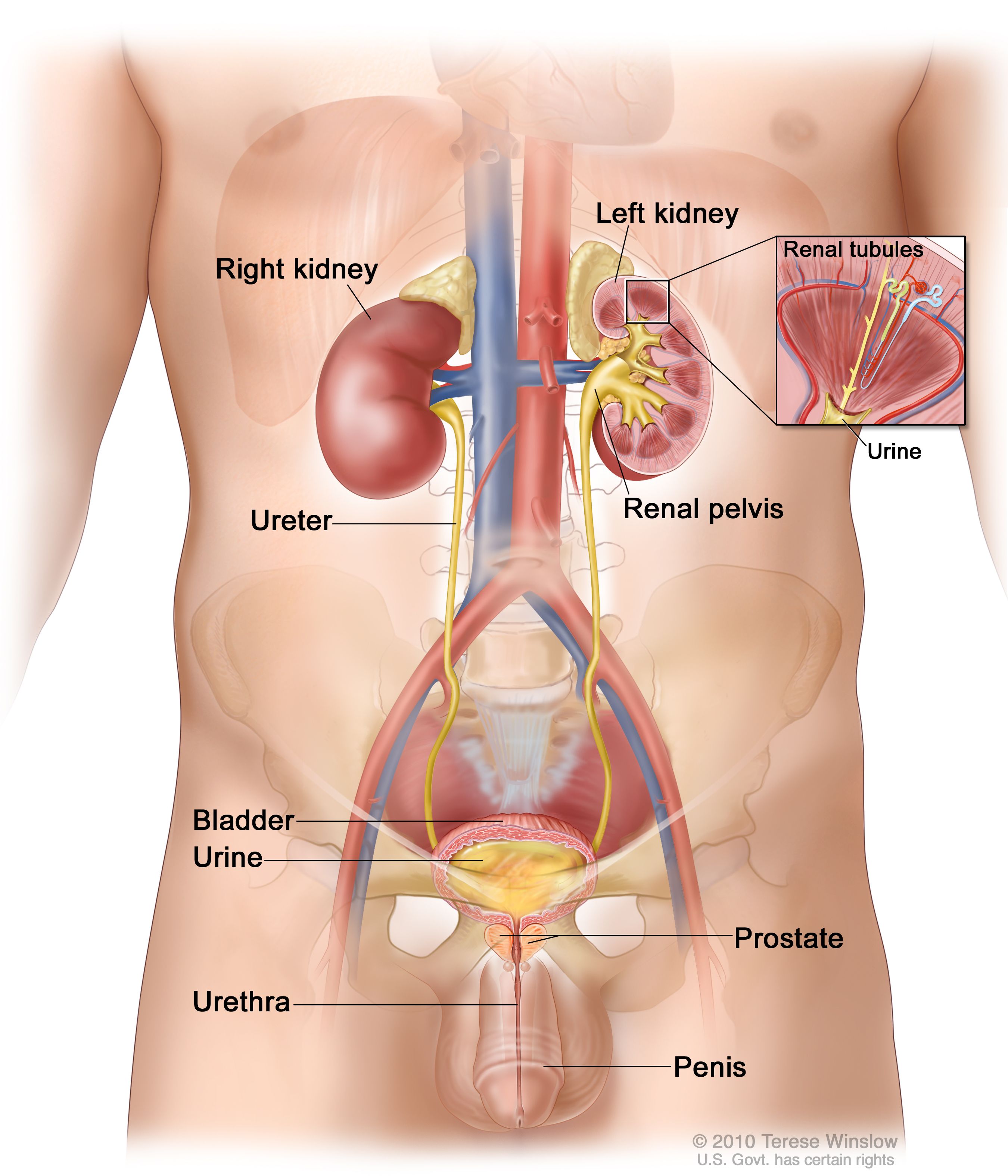 Detail Gambar Organ Ureter Nomer 6