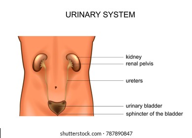 Detail Gambar Organ Ureter Nomer 48