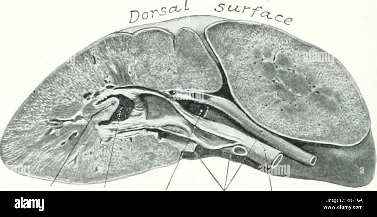 Detail Gambar Organ Ureter Nomer 52