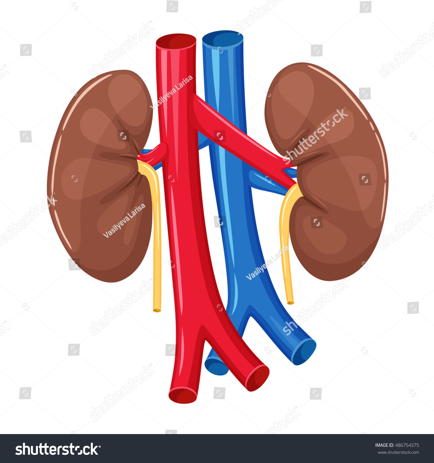 Detail Gambar Organ Ureter Nomer 53